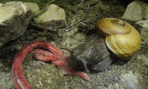 世界上最大的蝸牛 巨型蝸牛長達20cm