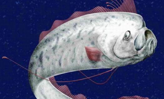 世界最長的硬骨魚 龍王魚最長7.6米 曾被認為是真龍