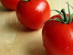 ?世界上最大的西紅柿 美國男子培育出近4公斤重番茄