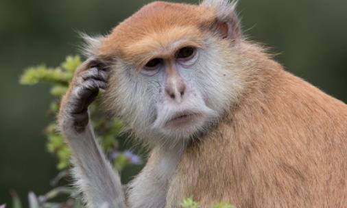 世界上跑的最快的猴子 赤猴奔跑速度可達(dá)50公里/小時(shí)