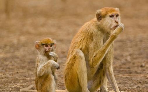 世界上跑的最快的猴子 赤猴奔跑速度可達(dá)50公里/小時(shí)