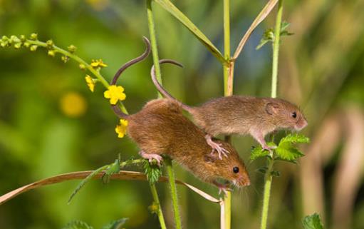 世界上最小的老鼠 巢鼠體長半分米 體重僅8克