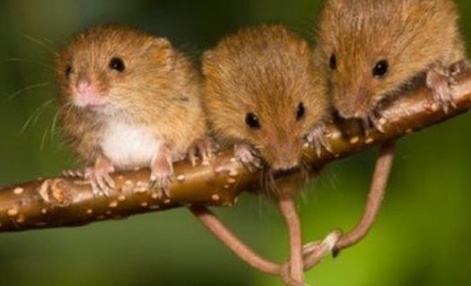 世界上最小的老鼠 巢鼠體長半分米 體重僅8克