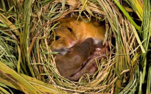 世界上最小的老鼠 巢鼠體長半分米 體重僅8克