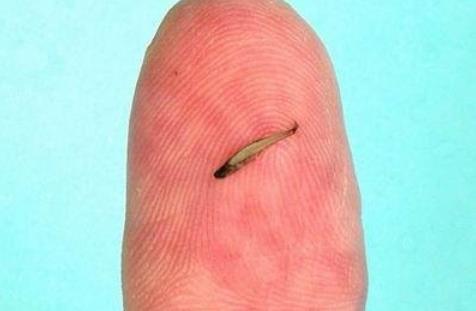 世界上最小的魚 胖嬰魚體長(zhǎng)7毫米 沒有一個(gè)手指頭寬