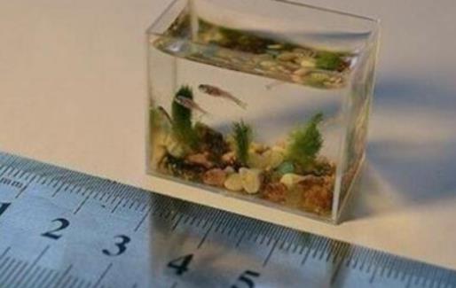 世界上最小的魚 胖嬰魚體長(zhǎng)7毫米 沒有一個(gè)手指頭寬