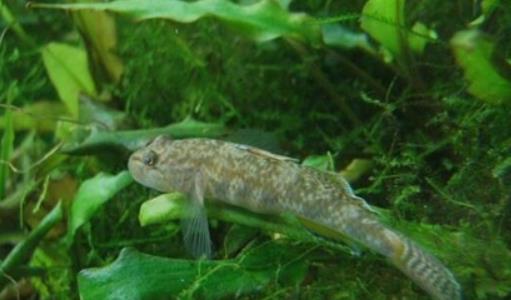 世界上最小的魚 胖嬰魚體長(zhǎng)7毫米 沒有一個(gè)手指頭寬