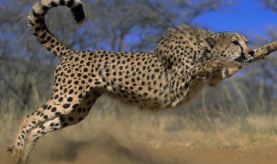 世界上跑的最快的動物 獵豹奔跑時最高時速達120公里