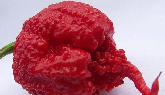 世界上最辣的辣椒 龍息248萬SHU的辣度