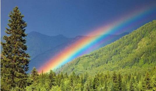 世界上最高的樹 澳洲杏仁桉樹一般都高達100米