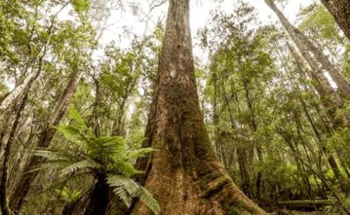 世界上最高的樹 澳洲杏仁桉樹一般都高達100米