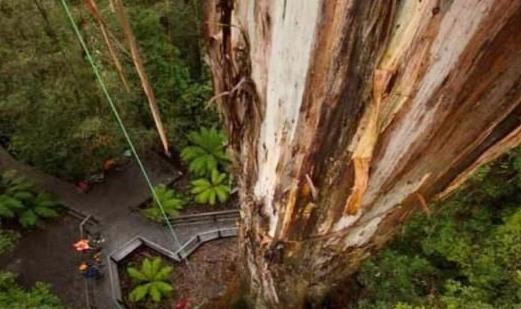 世界上最高的樹 澳洲杏仁桉樹一般都高達100米