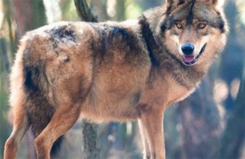 現存最大的犬科動物 灰狼身長可達2.5米