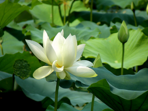 失眠的原因有哪些?失眠試試加白蓮煮粥