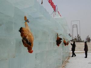 吉林延吉冰雪節為吸引游客 活雞當靶供游客射殺