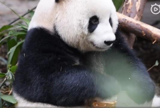 成都大熊貓玩飼養(yǎng)員遺忘的菜刀 嚇壞圍觀游客 繁育研究基地回應(yīng)