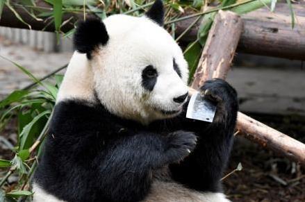 成都大熊貓玩飼養(yǎng)員遺忘的菜刀 嚇壞圍觀游客 繁育研究基地回應(yīng)