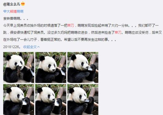 成都大熊貓玩飼養(yǎng)員遺忘的菜刀 嚇壞圍觀游客 繁育研究基地回應(yīng)