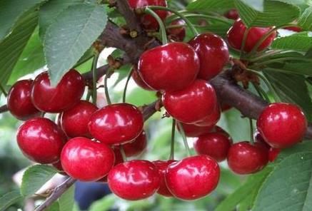 �a�D�ܳԙ��҆����a�D�ԙ��ҵ�����