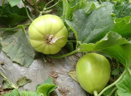 產(chǎn)婦能吃香瓜嗎?產(chǎn)婦吃香瓜的食用禁忌