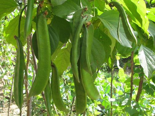 產婦吃刀豆有什么好處?產婦吃刀豆的做法