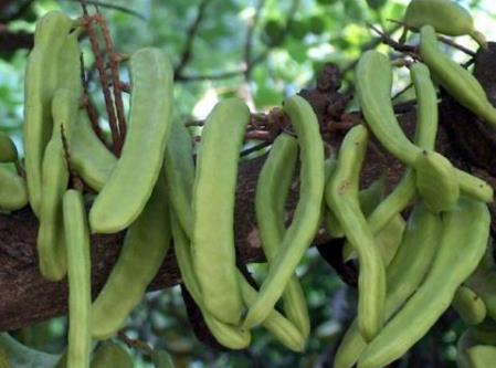 �����ڳԵ�����ʲô��̎�������ڳԵ���������