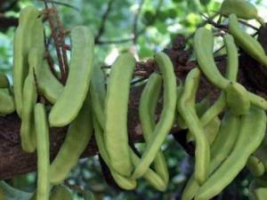 哺乳期吃刀豆有什么好處?哺乳期吃刀豆的做法