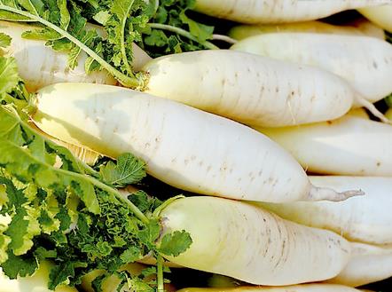 產婦能吃白蘿卜嗎?產婦吃白蘿卜的做法