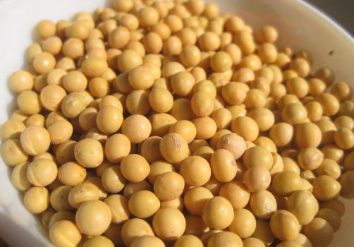 產婦能吃黃豆嗎?產婦吃黃豆的做法