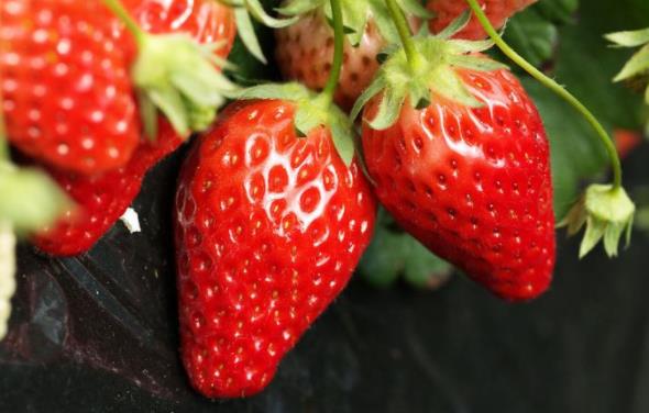 產婦坐月子能吃草莓嗎?坐月子能不能吃草莓