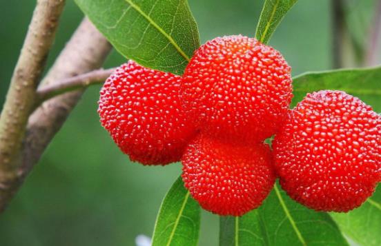 楊梅旺季來臨 三類孕婦不宜吃