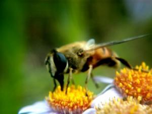 被蜂蜇了怎么辦?被蜂蜇后的急救方法