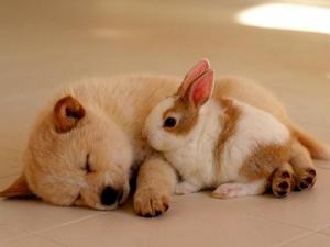 被寵物狗咬傷了怎么辦?寵物狗咬人急救措施