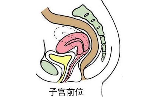 子宮前位容易懷孕嗎 子宮前位和子宮后位的區(qū)別