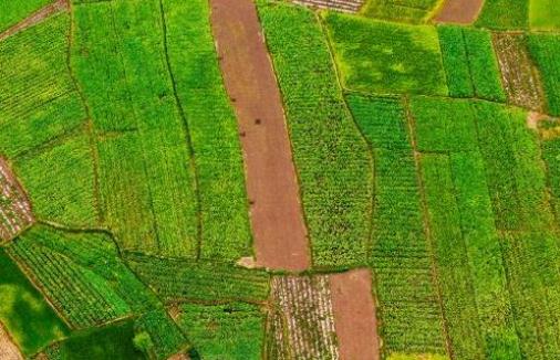 2021年耕地地力保護補貼來啦!耕地地力保護補貼的范圍是什么?