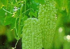 痱子怎么治？苦瓜汁治療痱子的偏方