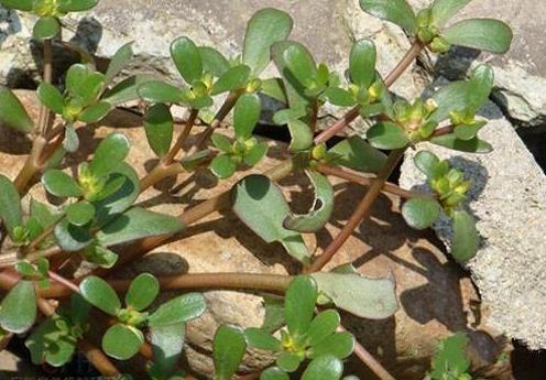 用馬齒莧怎么樣去白發(fā)?煮馬齒莧的水能洗頭嗎