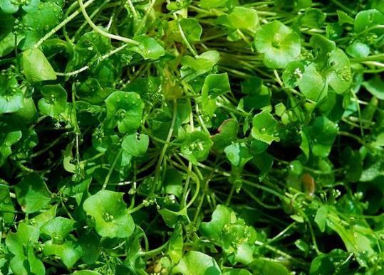 馬齒莧怎么煮能治皮膚?馬齒莧水洗頭后要用自來水沖干凈嗎