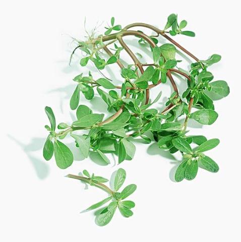 煮馬齒莧的水能洗眼睛嗎?馬齒莧泡水洗澡可以治療濕疹嗎