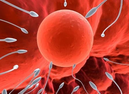 精子弱能生男孩嗎?什么樣的精子能生男孩