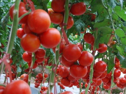 番茄延緩衰老