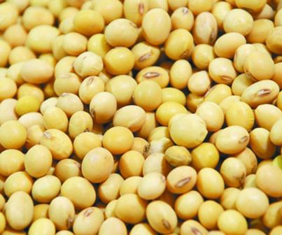 �S���{���Ƽ���