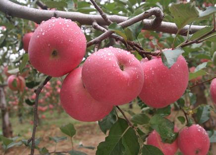 經(jīng)期能吃蘋果嗎?經(jīng)期吃蘋果好嗎