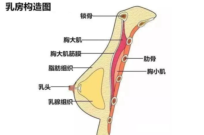 女人正常胸部長什么樣子的圖片 各種胸型正面圖和乳房側面圖片