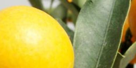 夏天是水果最繁多的季節(jié) 5種人不宜吃桃子