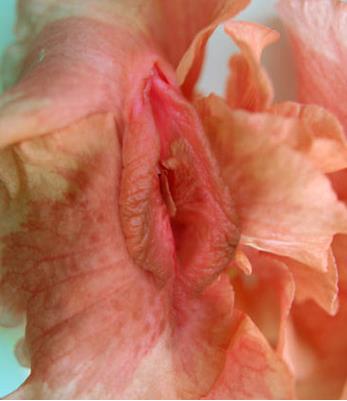 女性生殖器花圖片:11種長得像女人私處的花樣植物 女人生殖器11種圖片:11種女性生殖花樣形體圖