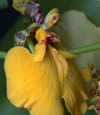 女性生殖器花圖片:11種長得像女人私處的花樣植物 女人生殖器11種圖片:11種女性生殖花樣形體圖