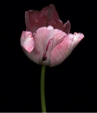 女性生殖器花圖片:11種長得像女人私處的花樣植物 女人生殖器11種圖片:11種女性生殖花樣形體圖