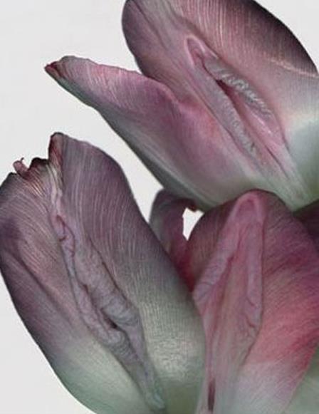 女性生殖器花圖片:11種長得像女人私處的花樣植物 女人生殖器11種圖片:11種女性生殖花樣形體圖