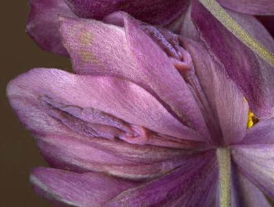 女性生殖器花圖片:11種長得像女人私處的花樣植物 女人生殖器11種圖片:11種女性生殖花樣形體圖